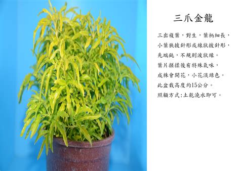 三爪金龍風水|家裡的植物別亂種！命理師湯鎮瑋曝5大植栽風水禁忌…